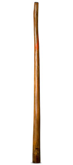 Tristan O'Meara Didgeridoo (TM321)